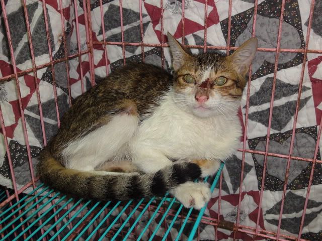 圖檔