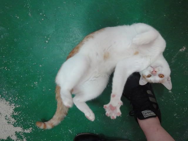 圖檔