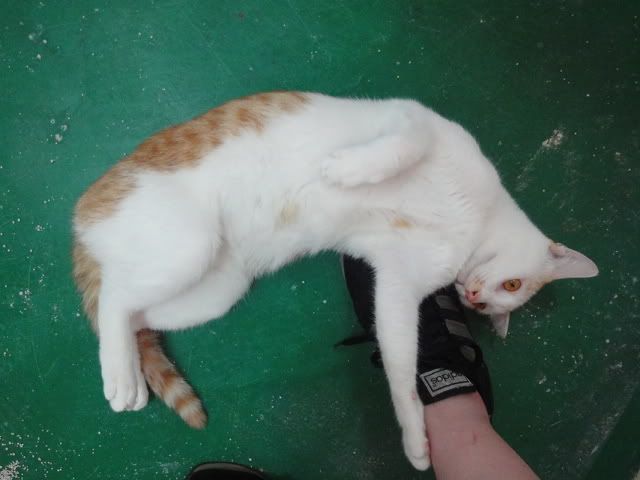圖檔