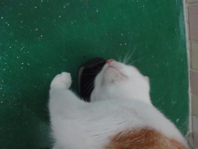 圖檔