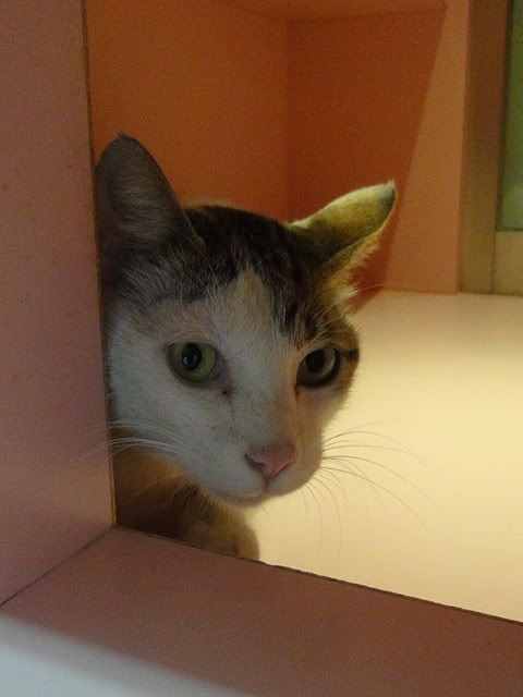 圖檔