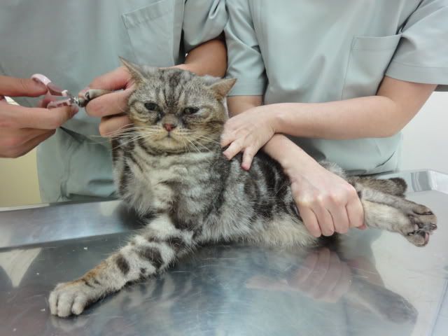 圖檔