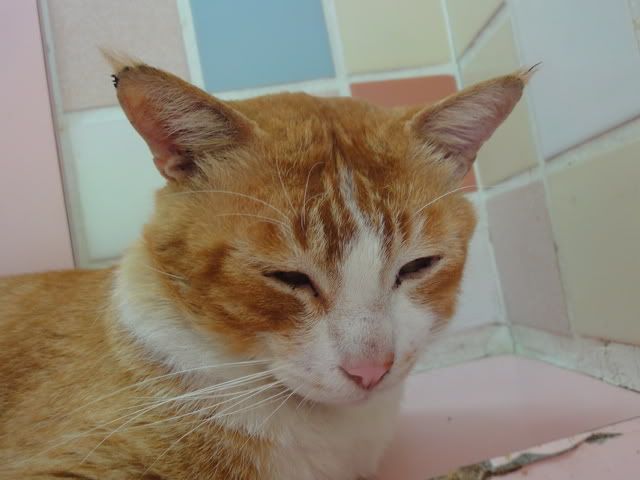 圖檔