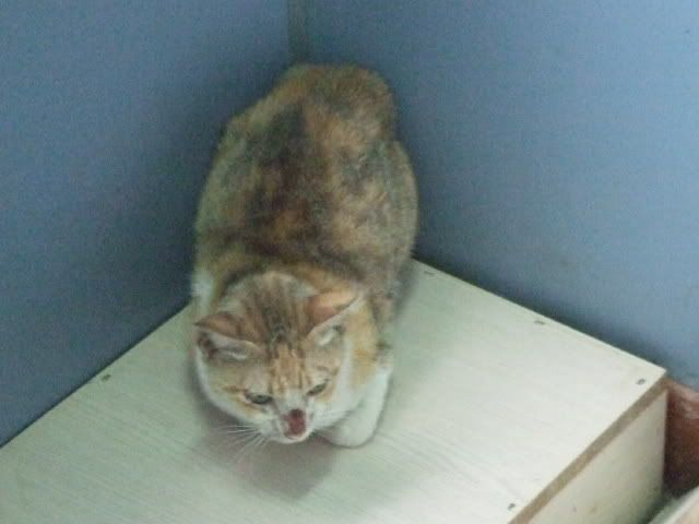 圖檔