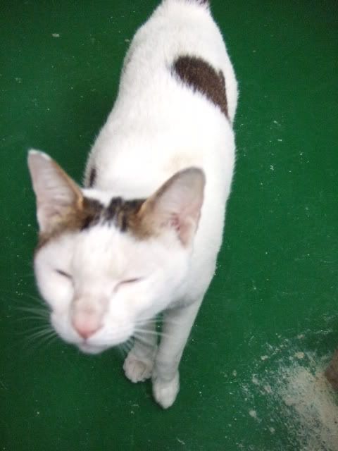 圖檔