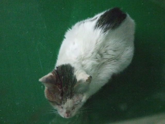 圖檔