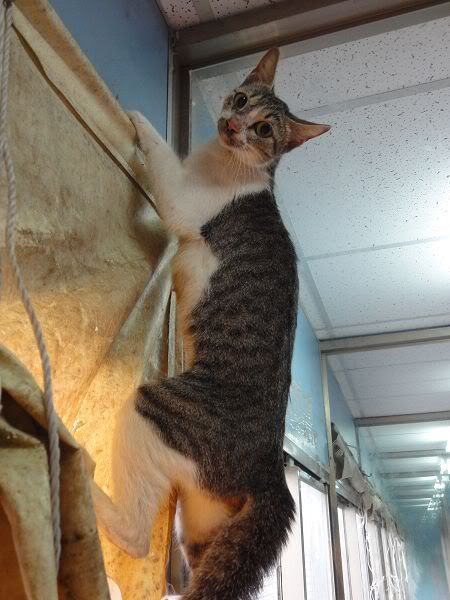 圖檔