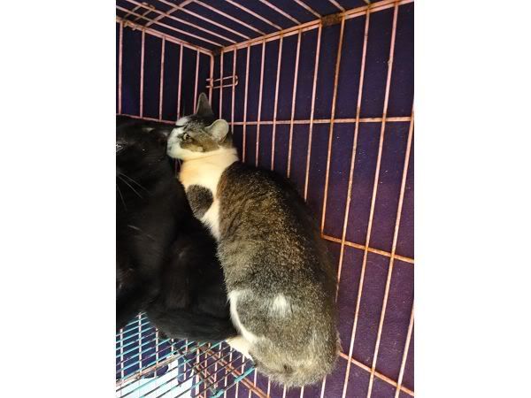 圖檔