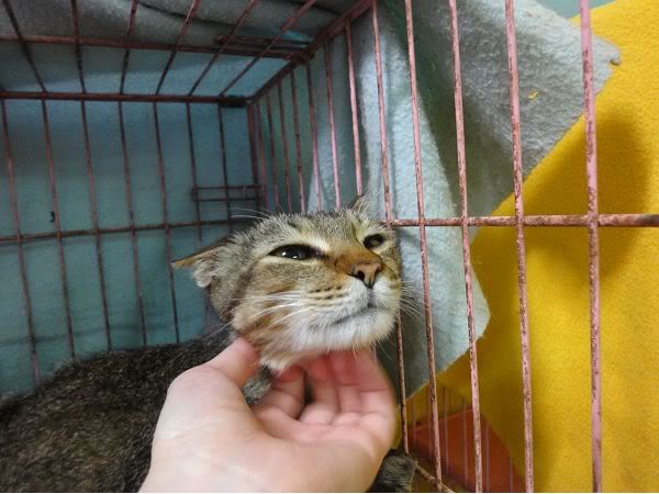 圖檔