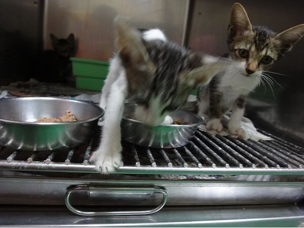 圖檔