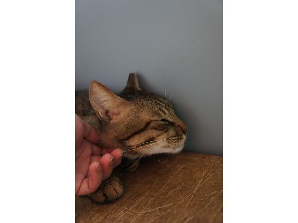 圖檔