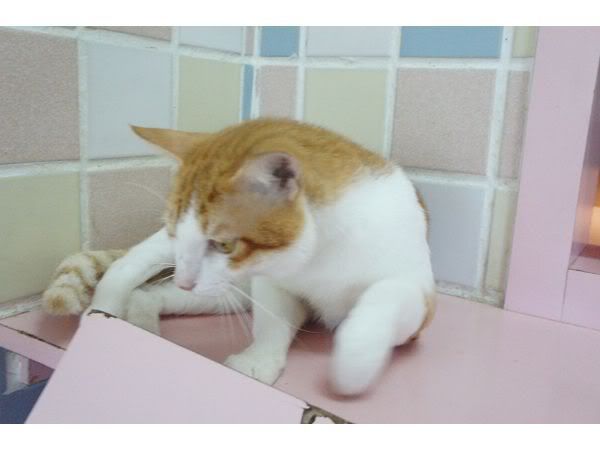圖檔
