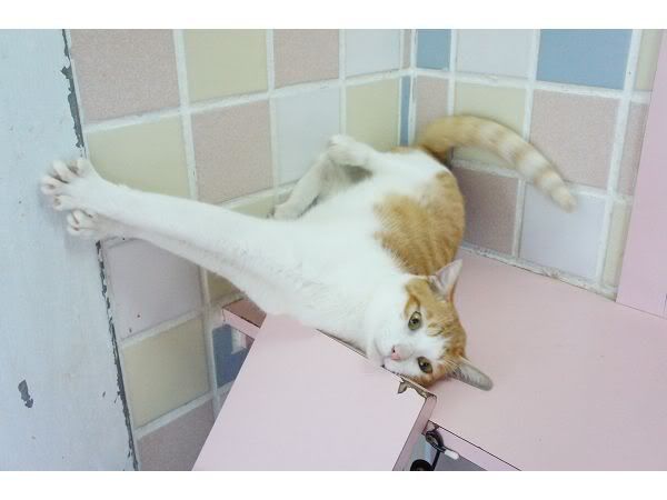 圖檔