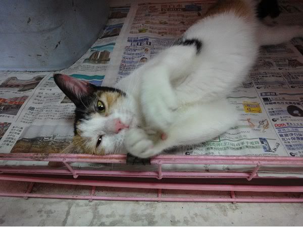 圖檔