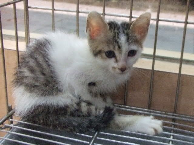 圖檔