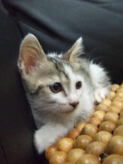 圖檔