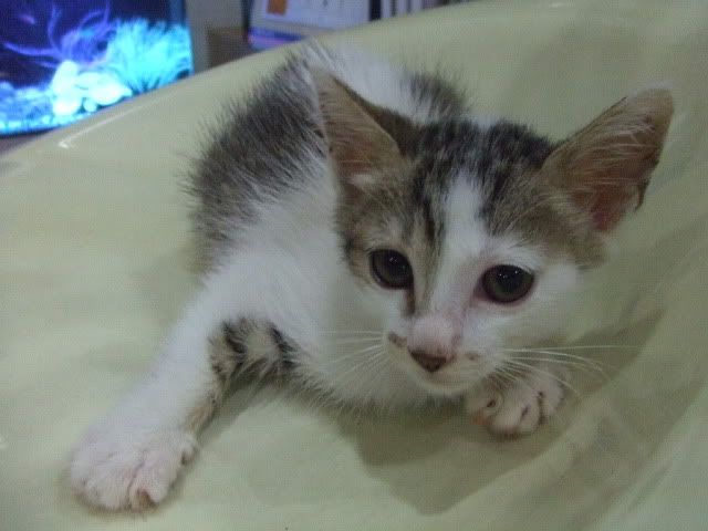 圖檔