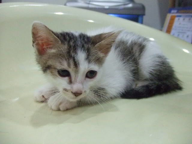 圖檔