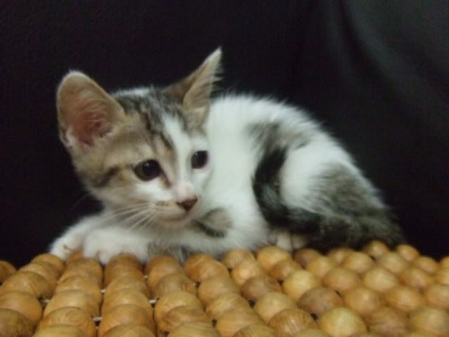 圖檔