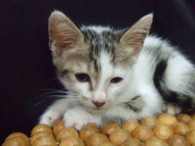 圖檔