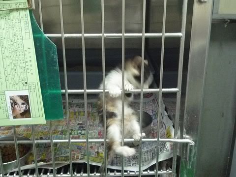 圖檔