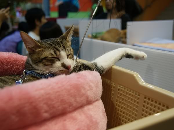 圖檔