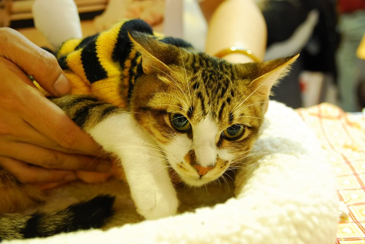 圖檔