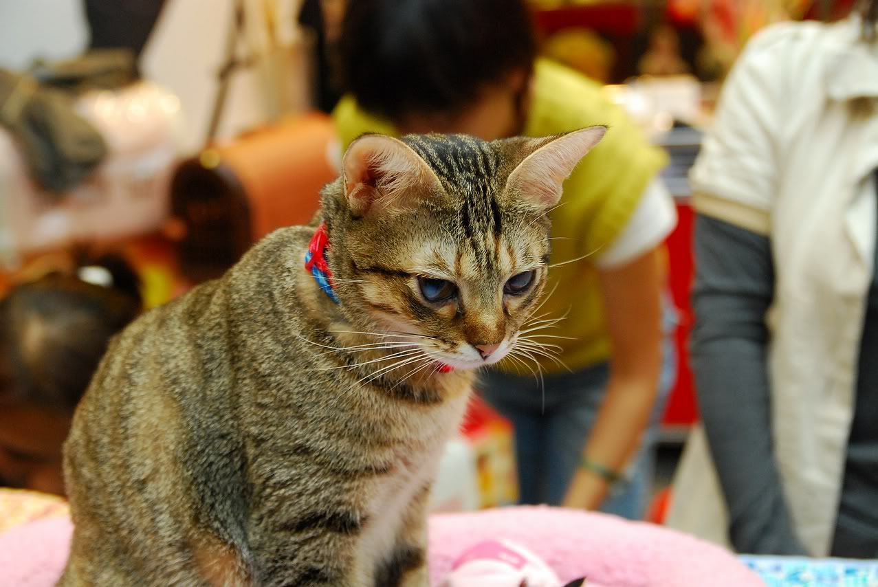 圖檔