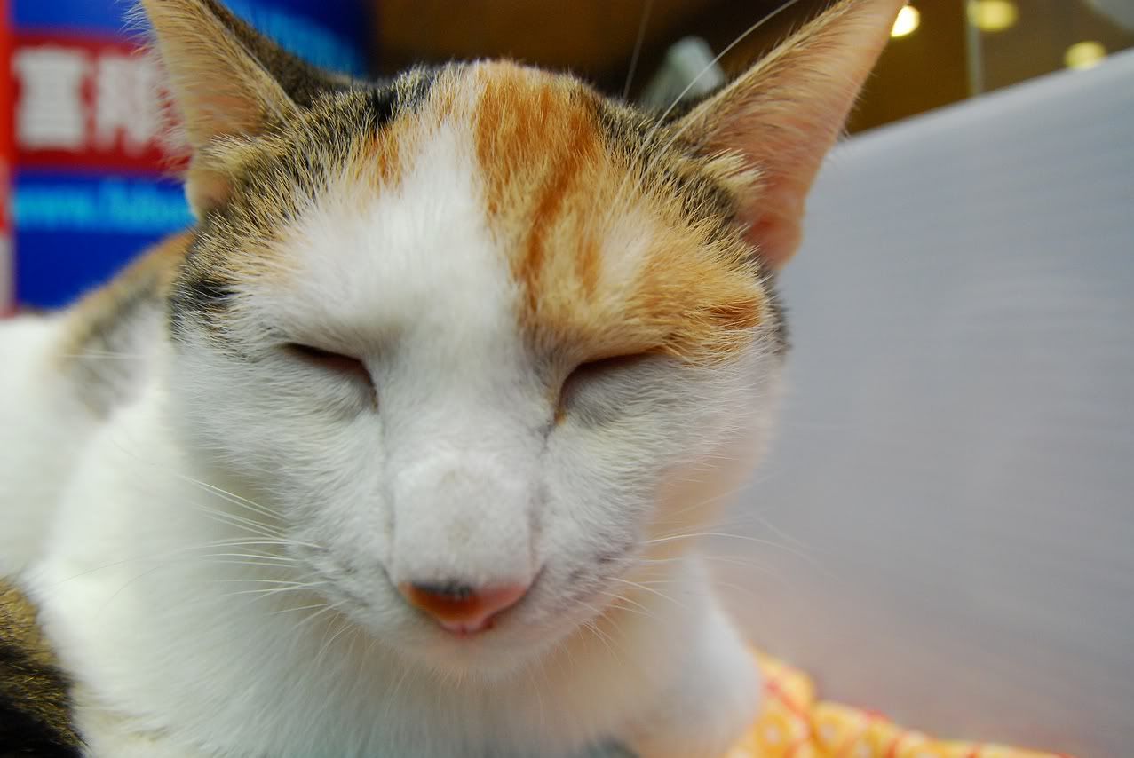 圖檔
