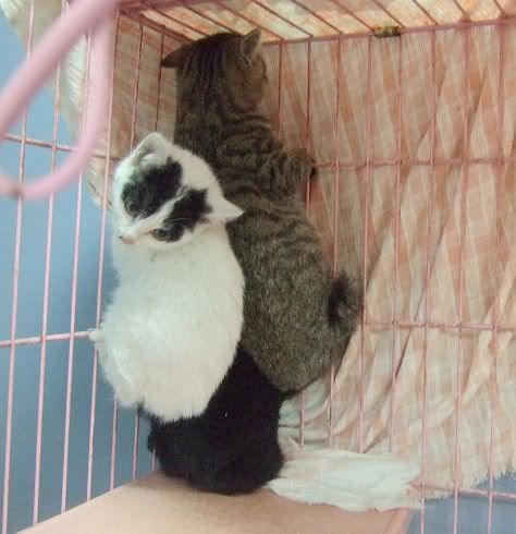 圖檔