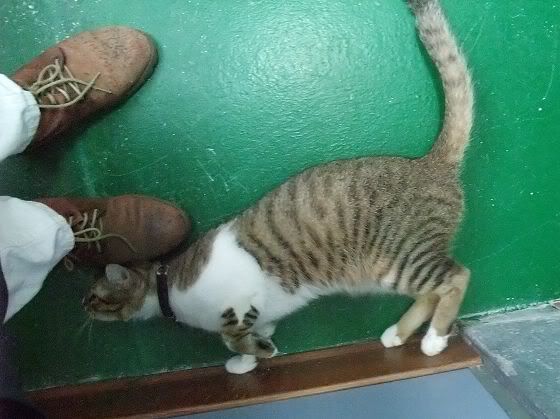 圖檔