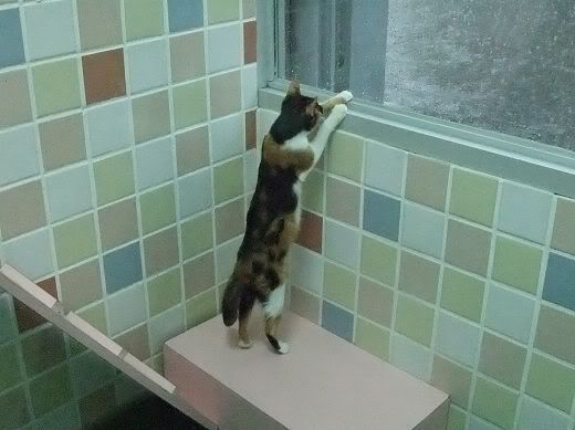 圖檔