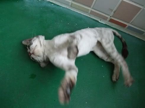圖檔