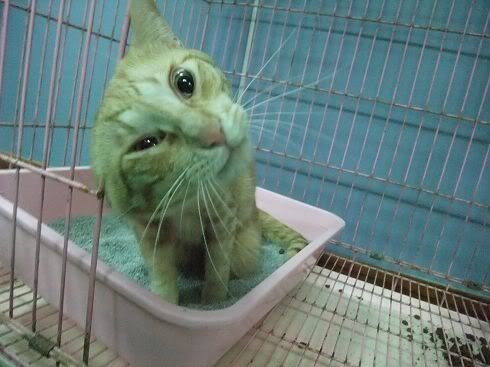 圖檔