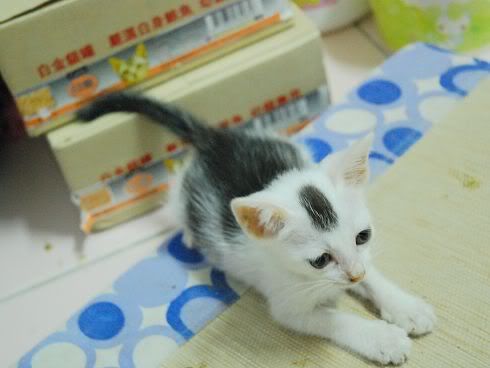 圖檔