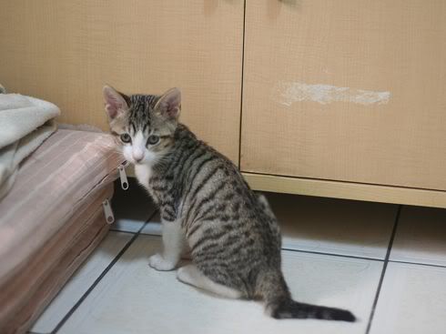圖檔