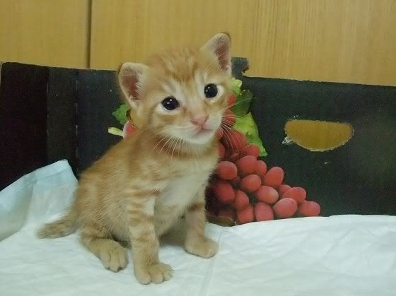 圖檔