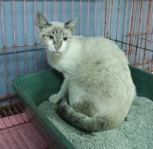 圖檔