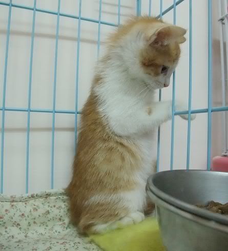 圖檔