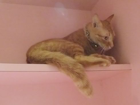 圖檔