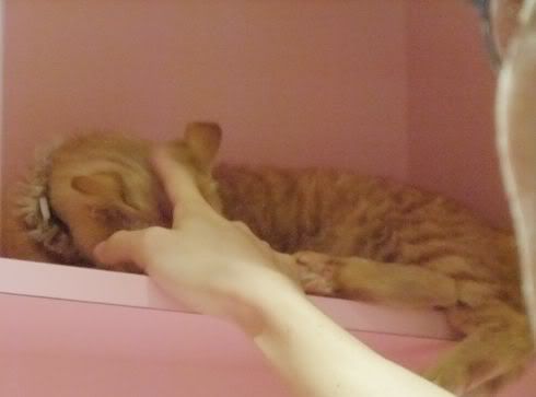 圖檔