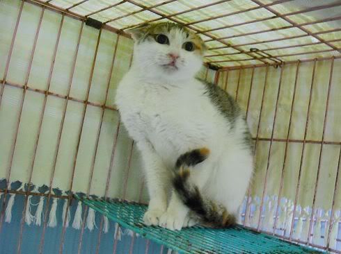 圖檔