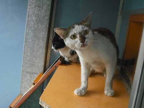 圖檔