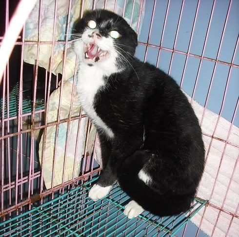 圖檔