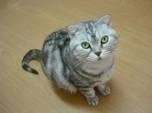 圖檔