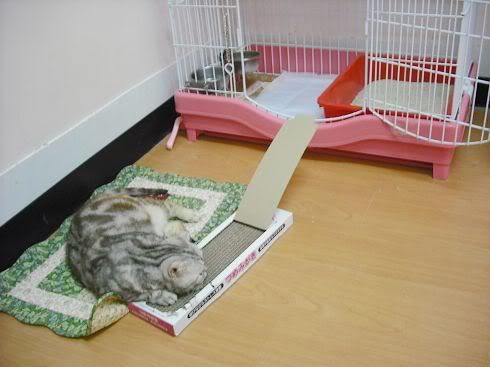 圖檔