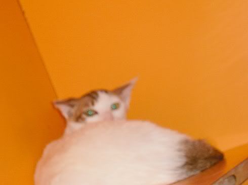 圖檔