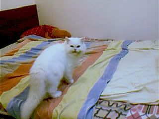 圖檔