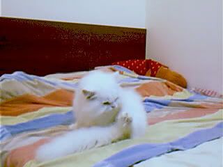 圖檔