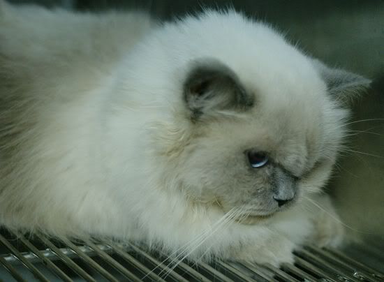 圖檔